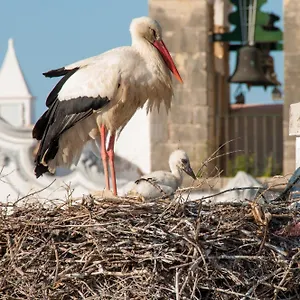  Auberge de jeunesse Stork Portugal